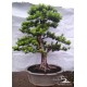 Lohansung Cincuan (Podocarpus sp)